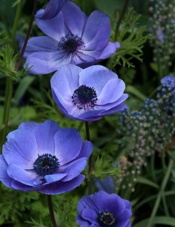 24種紫色花草,高貴而優雅,比綠蘿吊蘭好看多了 24種紫色花草,高貴而優雅,比綠蘿吊蘭好看多了