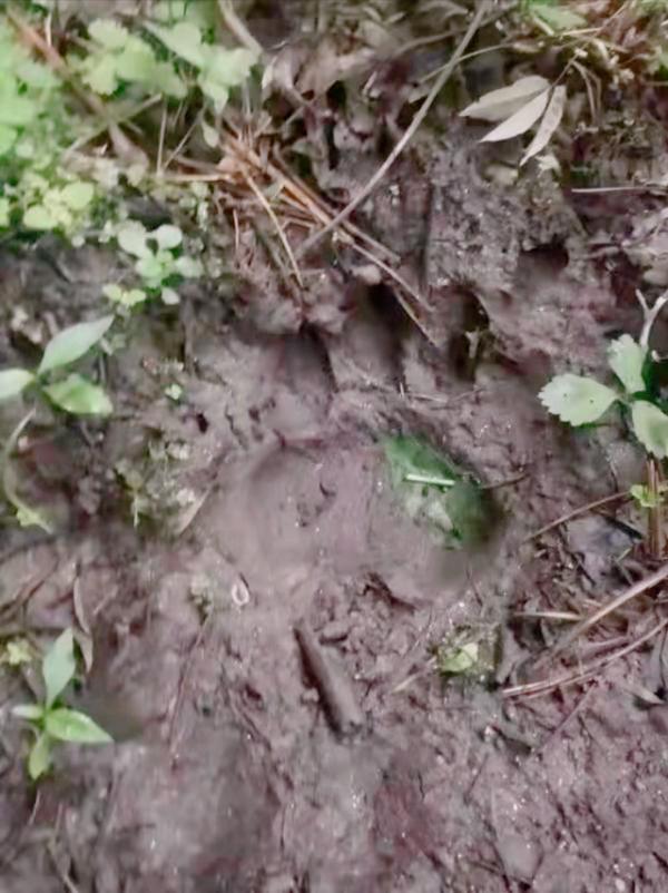 22年前東北虎與兩農民張廣才嶺面對面，農民竟然平安無事退走