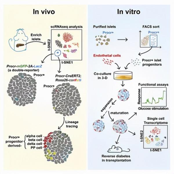 中科院學者首次發現胰島成體幹細胞 中科院學者首次發現胰島成體幹細胞