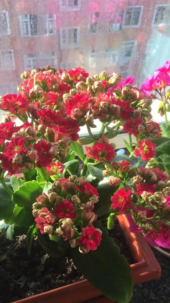 在這裡留住你綻放的花朵