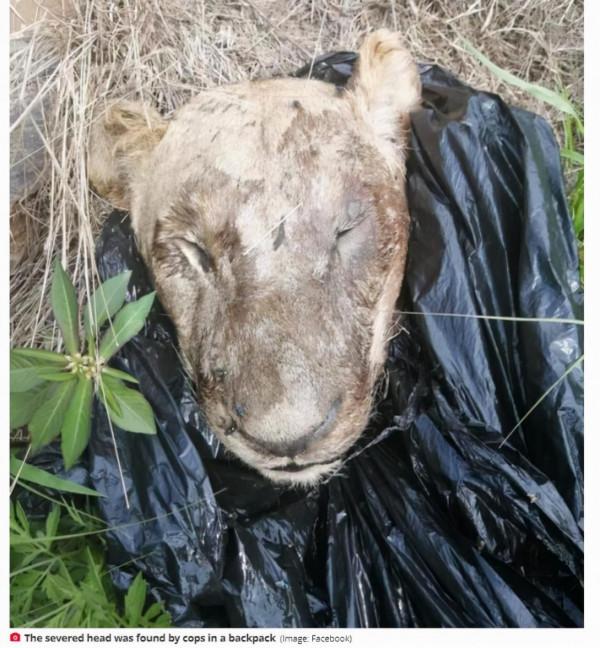 當場驚呆！南非警察搜查可疑夫婦揹包，裡面找到血淋淋獅頭