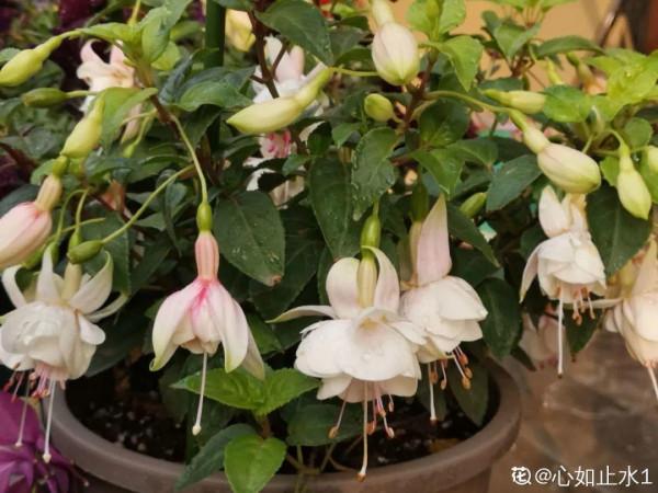 花600塊買的大花蕙蘭，掉個苞20塊錢沒了，心疼···