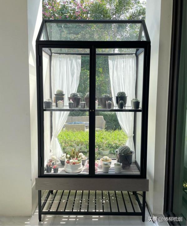 泰星Aump慶生43歲:買了棵價值25萬的綠植,沒有與男友交流過未來 泰星Aump慶生43歲:買了棵價值25萬的綠植,沒有與男友交流過未來