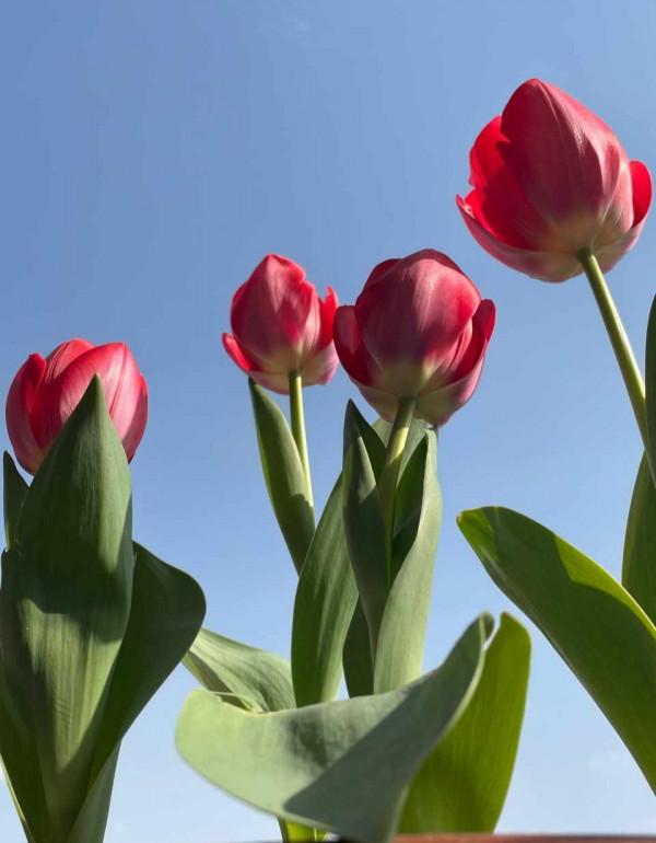 不能養在室內的五種花，別瞎往屋裡搬