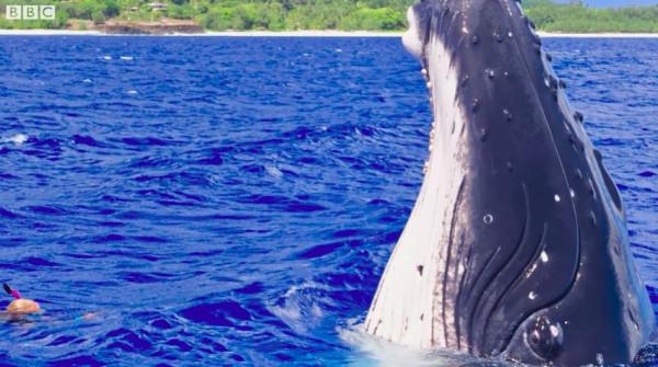 外國海洋生物學家被鯨魚救了一命，一年後，鯨魚竟然還來看她了