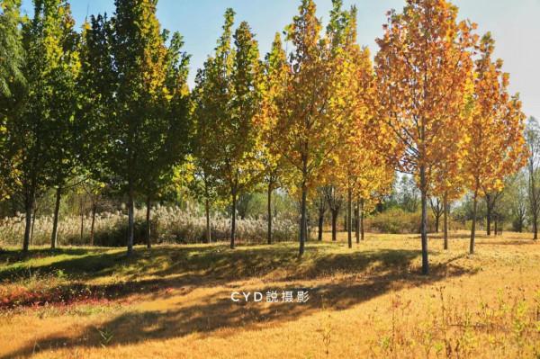 記錄南湖晚秋的色彩 記錄南湖晚秋的色彩