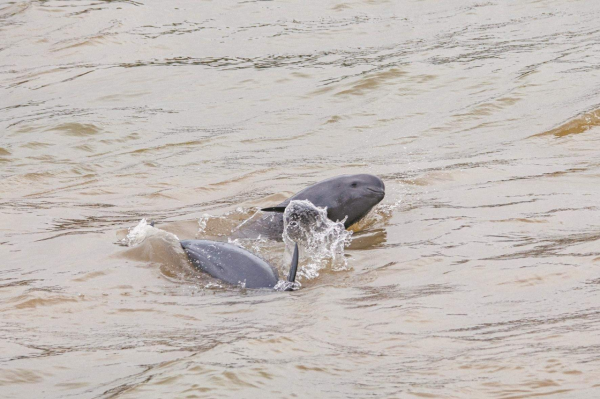 魚群氾濫！湖北5湖禁漁3年為何魚滿為患？禁漁為何還要捕魚？