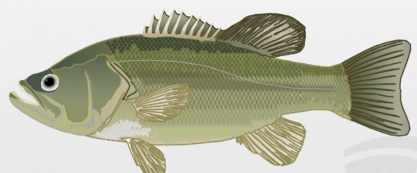 加州鱸真的是天生的“糖尿病”嗎?血糖高的危害及如何有效防控 加州鱸真的是天生的“糖尿病”嗎?血糖高的危害及如何有效防控