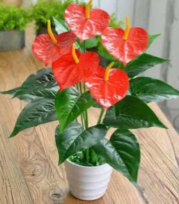 分享~~~小盆景 大世界 小巧玲瓏 精美絕倫 冬日裡一抹紅 美醉啦