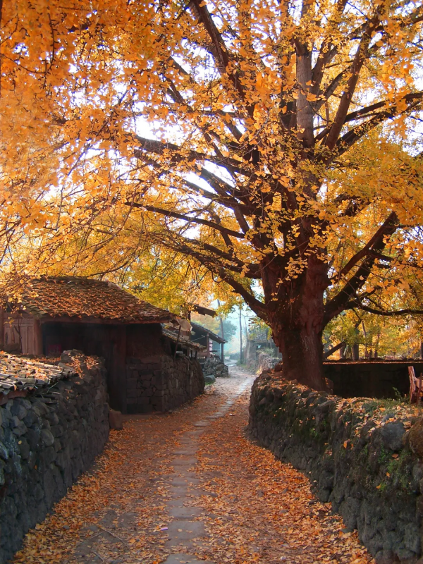 雲南騰衝丨銀杏村“換裝”時節葉正黃