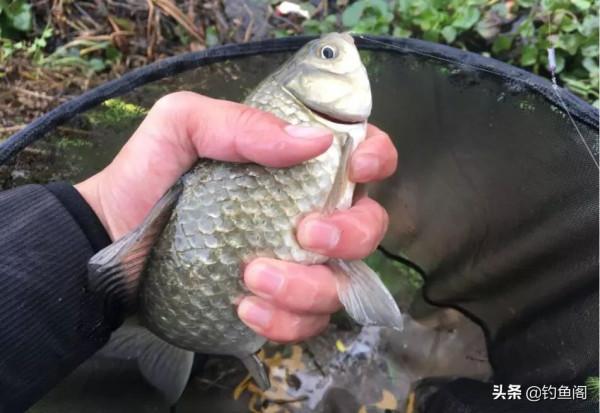 降溫天魚口輕,釣靈好還是釣鈍好?這幾個重點圈起來要考 降溫天魚口輕,釣靈好還是釣鈍好?這幾個重點圈起來要考