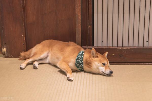 活見久，原來狗狗老了不會長皺紋，狗狗年老的這些徵兆你都知道嗎