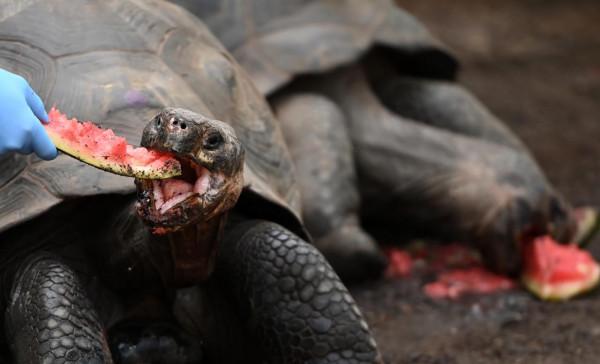 倫敦動物園的加拉帕戈斯象龜“喬遷新居”