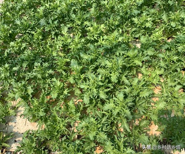 快到秋分了，還有哪些蔬菜可以種植呢？這六種就適合