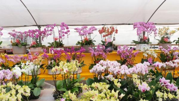 寓意好、顏值高！松江這裡的年宵花選購指南來啦，建議收藏