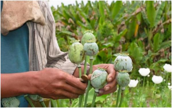 都知道“金三角”是毒品源頭,為何沒人派兵去圍剿?想法過於天真 都知道“金三角”是毒品源頭,為何沒人派兵去圍剿?想法過於天真