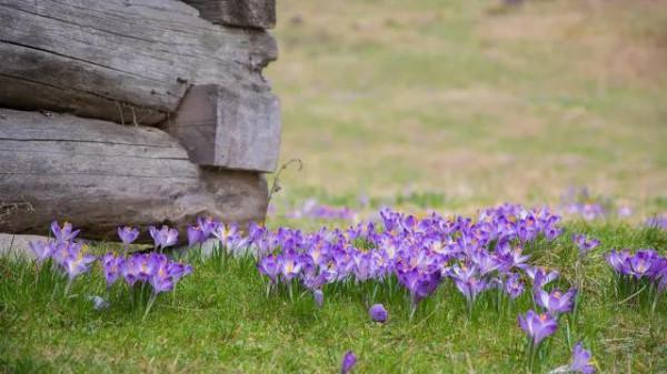 有人同我一樣，喜歡紫色的花嗎？都說花奼紫嫣紅爭奇鬥豔