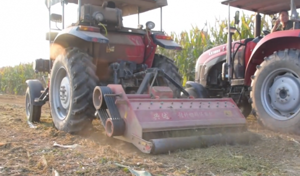 小麥大面積黃葉，如何解決不死苗？農戶很發愁，快來看看吧