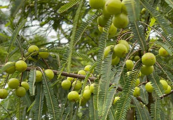 雲南大山裡邂逅&OpenCurlyDoubleQuote;野橄欖&rdquo;，味道先酸澀後回甘，最好吃的是豆梨