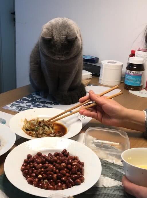 為什麼貓咪喜歡在我吃飯的時候便便？是為了給鏟屎官加餐嗎？