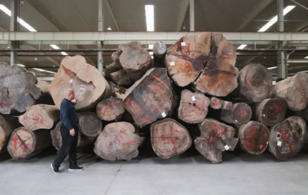 逆襲為百億富豪的秦榮華，從日本買10000根木頭：這本就是中國的