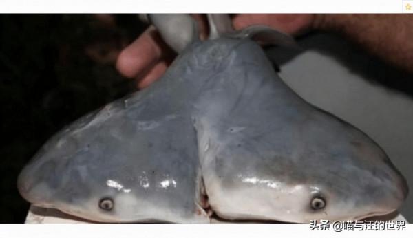 美麗的馬紹爾群島，被美軍核武器轟炸了67次，現在啥樣了？