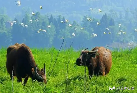 文同很著名的一首七律，樸實無華，展現出山村生活的樂趣
