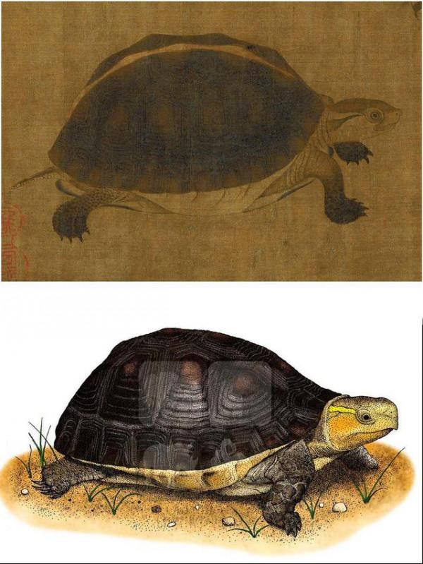 最美寫生稿——黃筌《寫生珍禽圖》