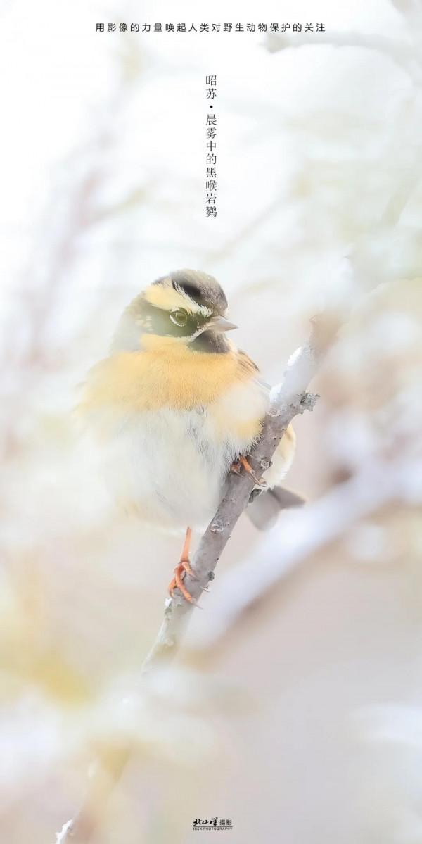 深冬,到新疆觀鳥,會有想不到的驚喜 深冬,到新疆觀鳥,會有想不到的驚喜
