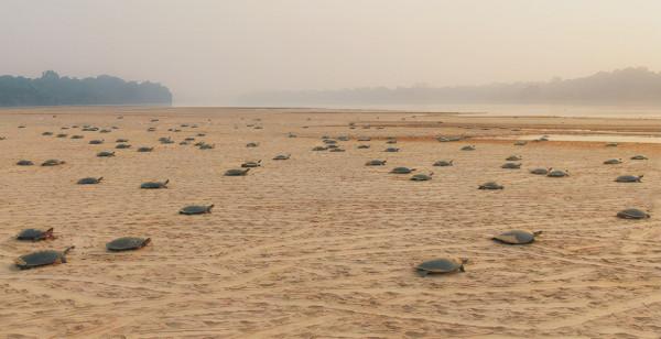 《完美星球》逆天高分實至名歸 揭示不為人知的動物行為 《完美星球》逆天高分實至名歸 揭示不為人知的動物行為