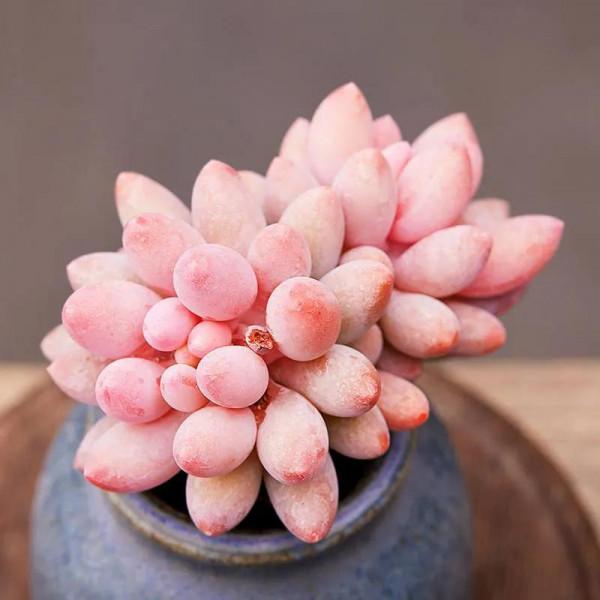 神奇的大自然之多肉植物！竟然很多都沒見過！太神奇了！（下）