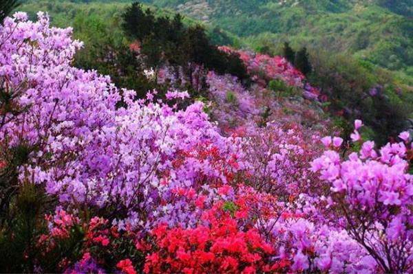 英山天馬寨杜鵑花海