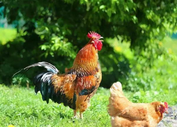 老農模仿《詠鵝》寫了首《詠雞》獲近萬元獎金，網友紛紛腦洞大開