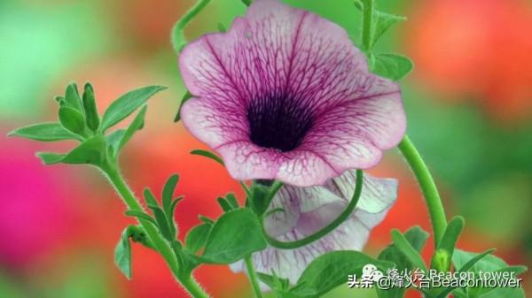 董仲舒儒學與原始儒學的異同