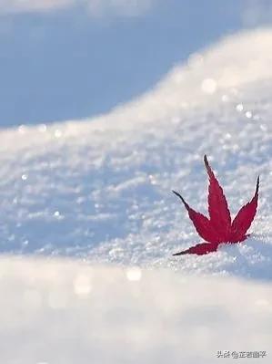 大雪 | 借縷梅魂添畫境,溫壺老酒且輕斟 大雪 | 借縷梅魂添畫境,溫壺老酒且輕斟