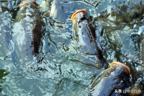 魚池老闆嫌棄捕魚太累，結果放開垂釣數日後！釣友：這可不能賴我