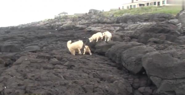 狗狗被主人拋棄卻渾然不知,每天站在岩石上等候,令人心疼不已 狗狗被主人拋棄卻渾然不知,每天站在岩石上等候,令人心疼不已