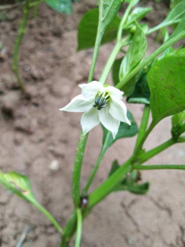 8種蔬菜花，農村人都認識，城裡人基本不認識