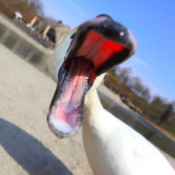 土耳其老爺爺和天鵝有了一段長達37年的友情，天鵝也懂得感恩