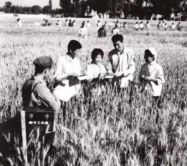 寧夏1953年的11張照片