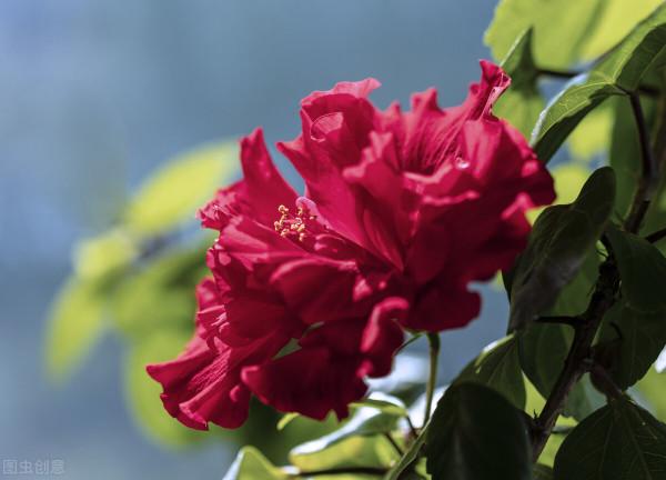 5種被世俗耽誤的良心好花，完美詮釋了“我很普通，但很美”