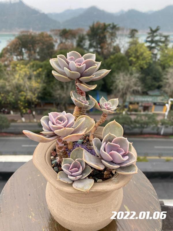 肉肉的輪迴：繁榮、美麗、衰敗、重生、逆襲