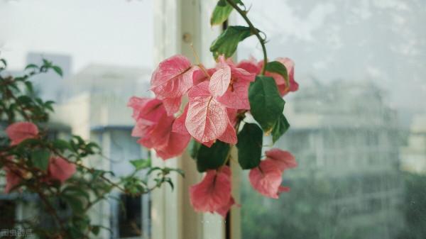發現三角梅長刺，及時來一刀，刺消失，花長出