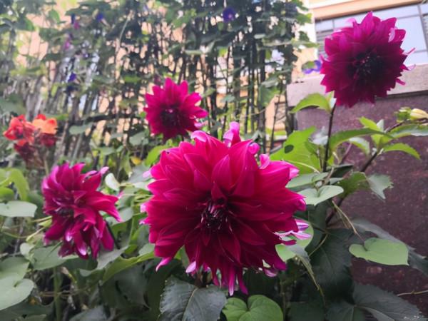 九種洋氣花，名字很“難聽”，建議別嫌棄，養好了也能美出天際