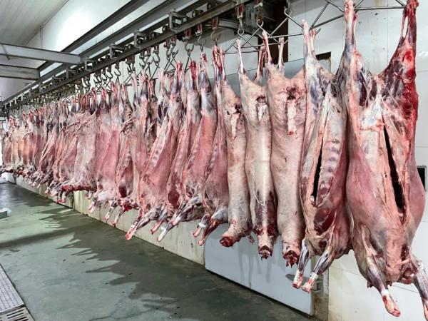 抓招商 促專案 謀發展丨吉林省秋林集團:打造肉羊全產業鏈 富裕一方百姓 抓招商 促專案 謀發展丨吉林省秋林集團:打造肉羊全產業鏈 富裕一方百姓