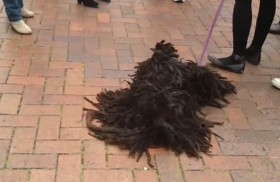 這幾種狗身上味道很大，名副其實的&OpenCurlyDoubleQuote;臭狗&rdquo;