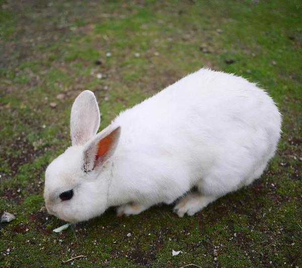 3個著名詩人寫的3首中秋詩詞，千年月光總相同，酸甜苦辣各不同