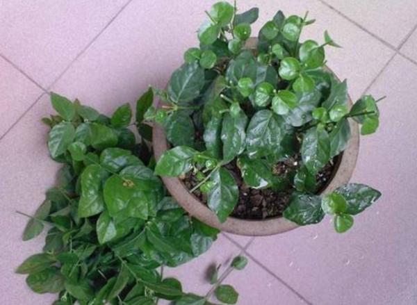 秋天養茉莉,3個“要點”要牢記,不然黃葉,落葉子,拖拉一米長 秋天養茉莉,3個“要點”要牢記,不然黃葉,落葉子,拖拉一米長