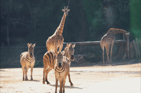 春節嗨玩預警！雲南野生動物園&OpenCurlyDoubleQuote;萌虎&rdquo;陪你賀新年，2022虎虎生威