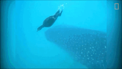 海洋中真正的小惡霸 海洋中真正的小惡霸